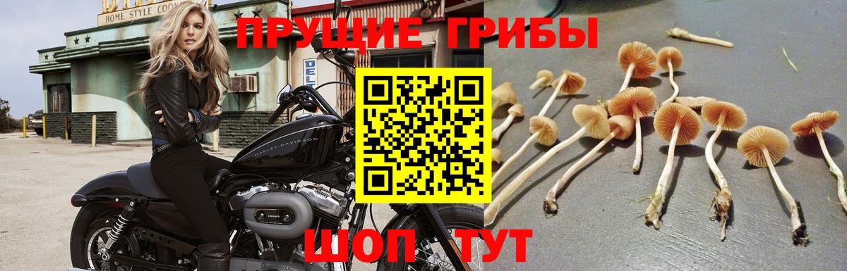 Псилоцибиновые грибы MAGIC MUSHROOMS Богородск